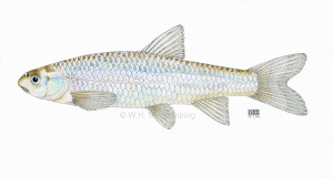 Read more about the article Rio Grande Silvery Minnow, Hybognathus amarus