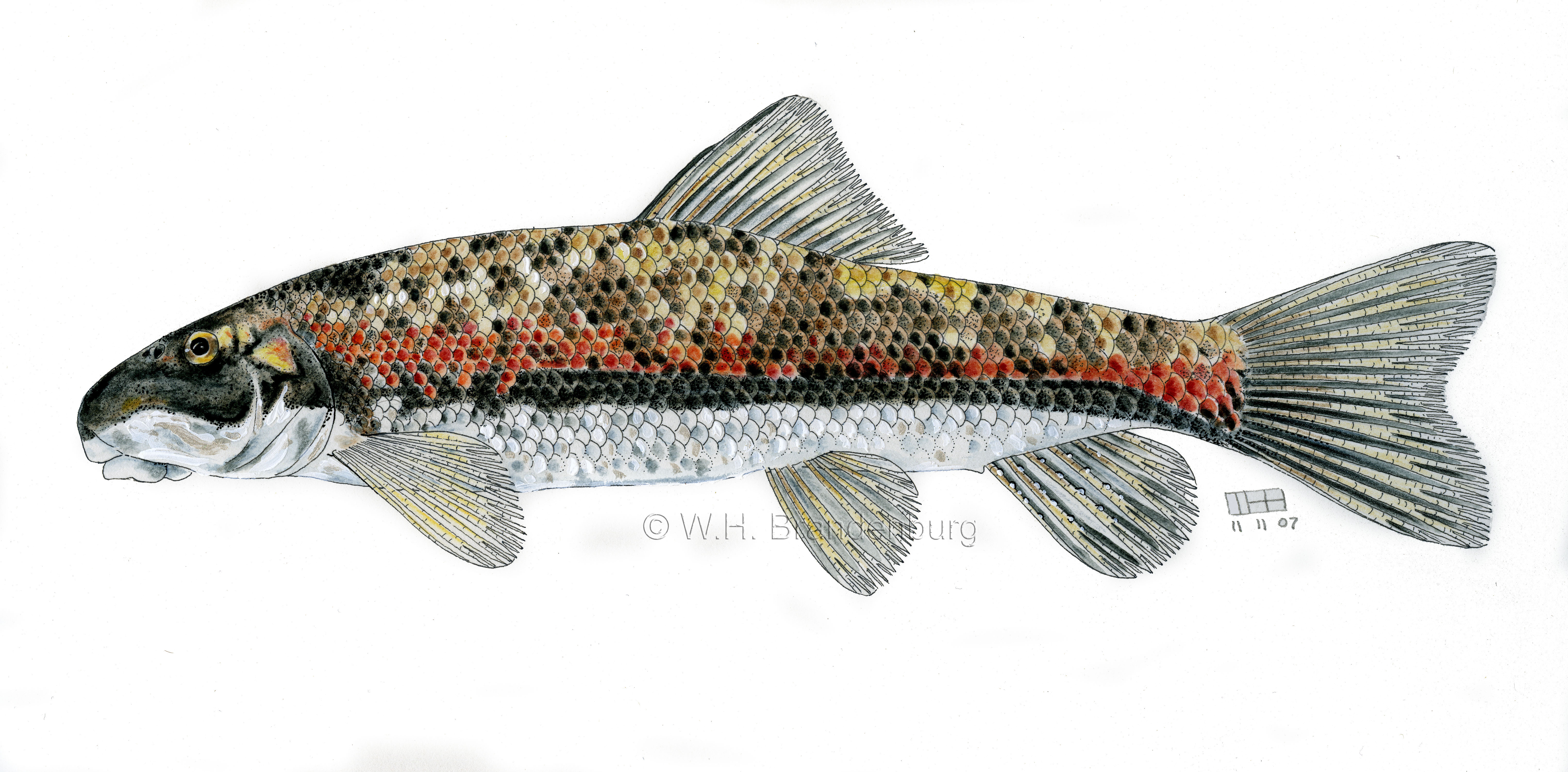 You are currently viewing Desert Sucker, Catostomus clarki