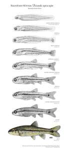 Read more about the article Roundnose Minnow, Dionda episcopa