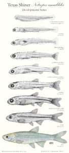 Read more about the article Texas Shiner, Notropis amabilis