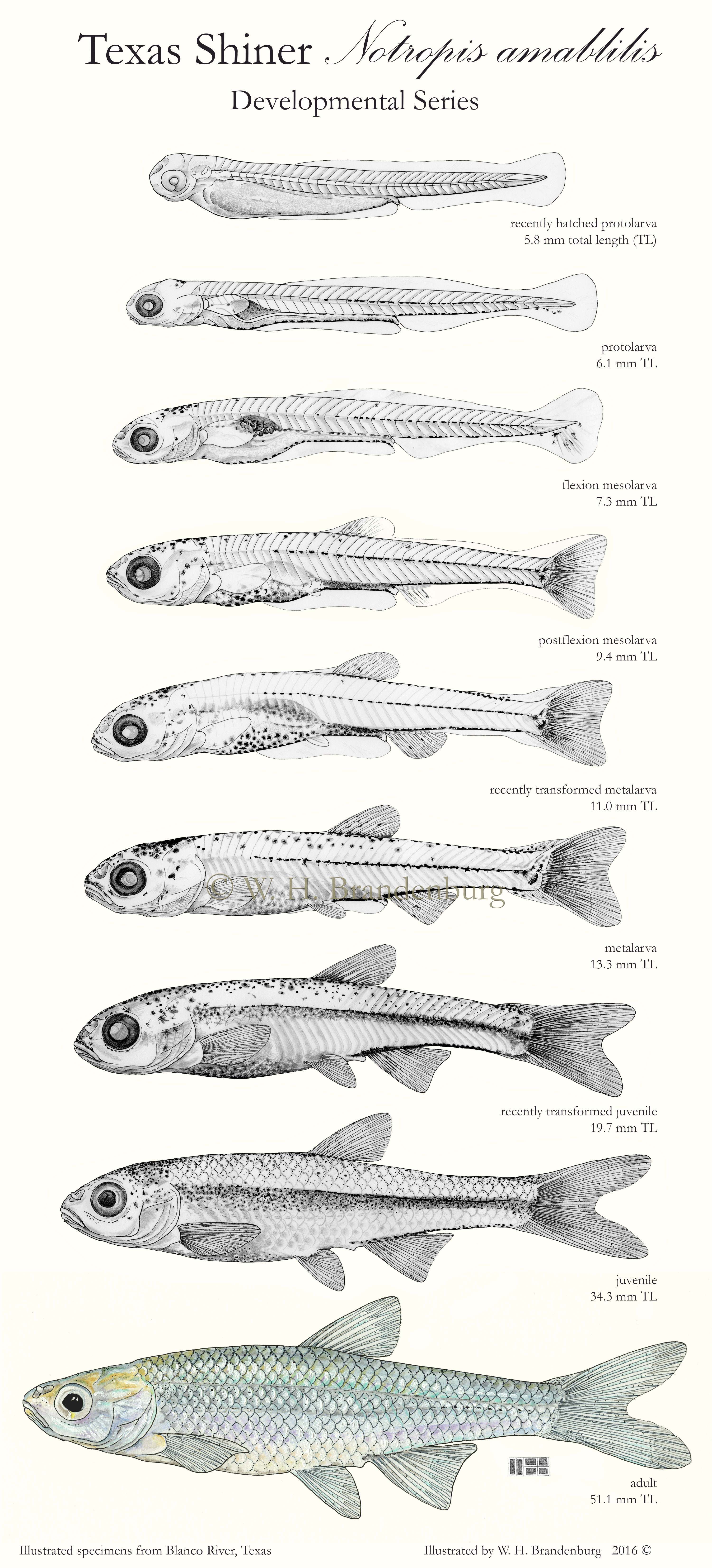 You are currently viewing Texas Shiner, Notropis amabilis