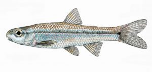Read more about the article Manantial Roundnose Minnow, Dionda argentosa