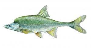 Read more about the article Humpback Chub Gila cypha
