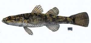 Read more about the article Flathead Gudgeon, Philypnodon grandiceps
