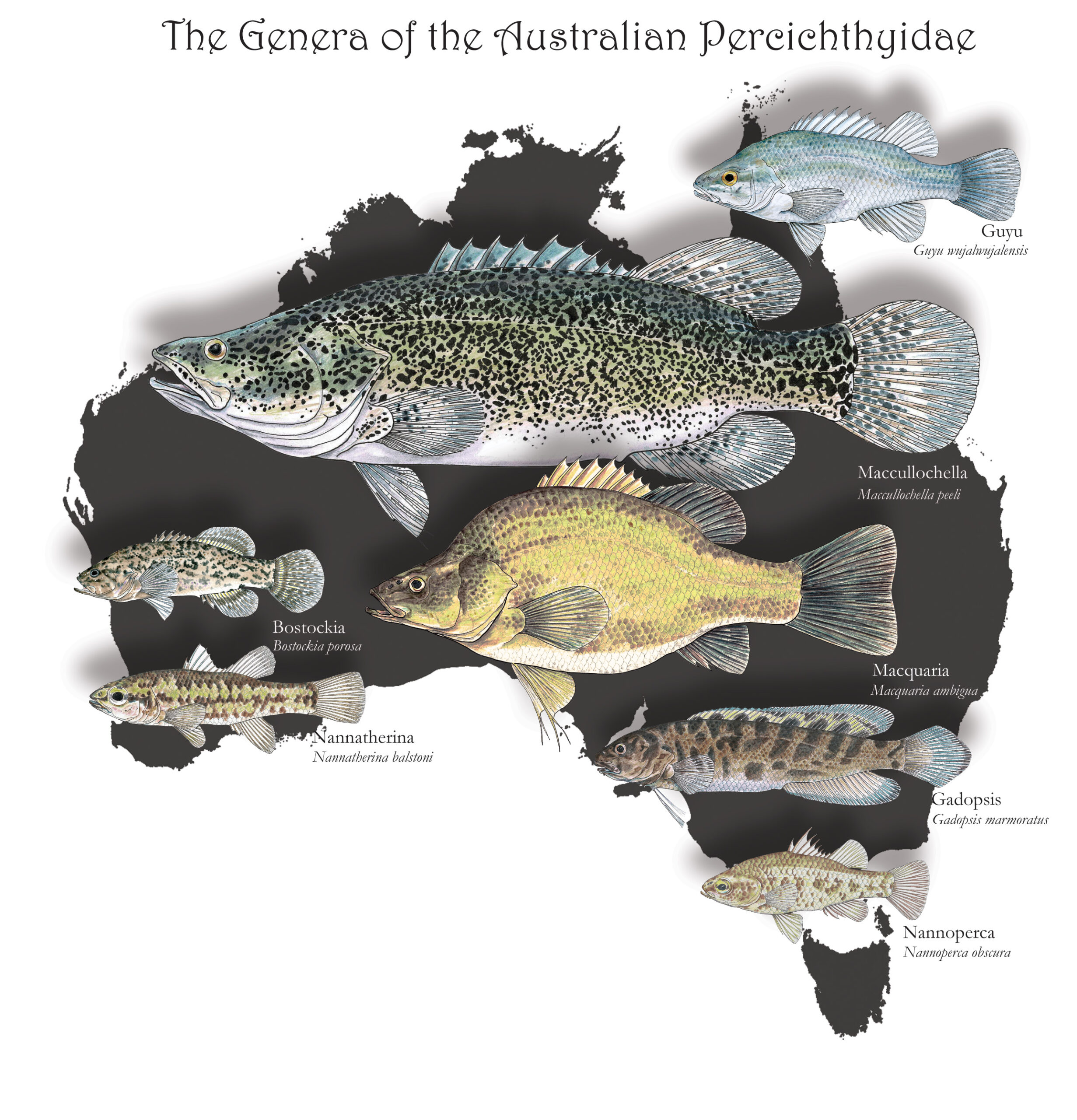 You are currently viewing The Life and Times of the Murray Cod