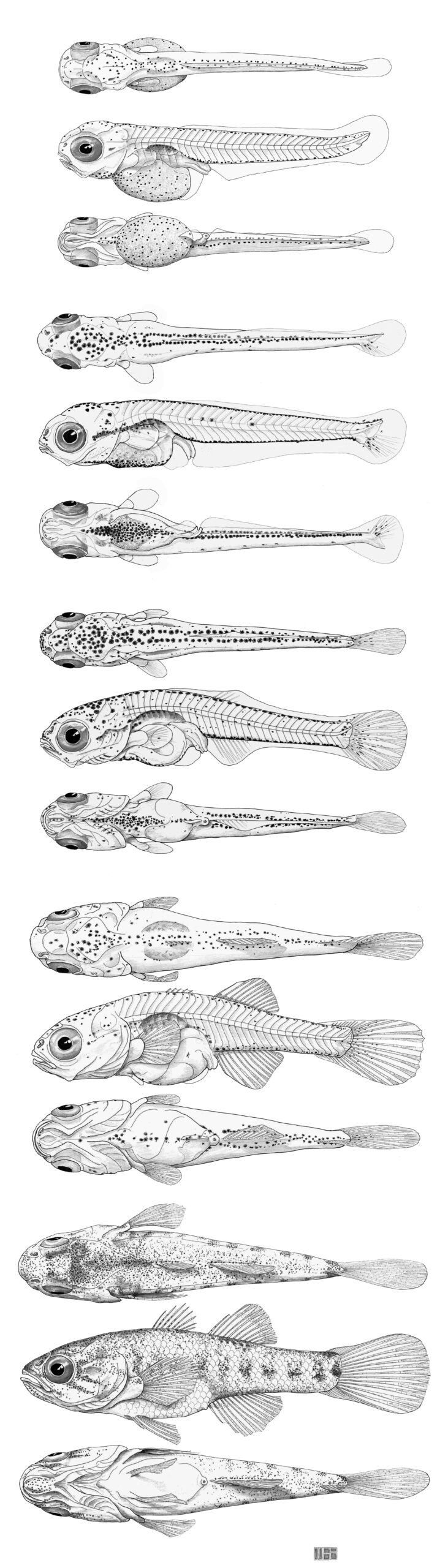 You are currently viewing Southern Purple-spotted Gudgeon Mogurnda adspersa