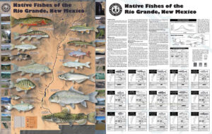 Read more about the article Native Fishes of the Rio Grande
