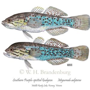 Southern Purple-spotted Gudgeon
